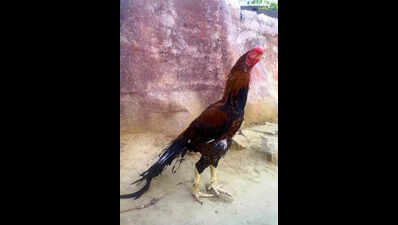 Rural families hit hard as bird flu fallout cripples backyard poultry