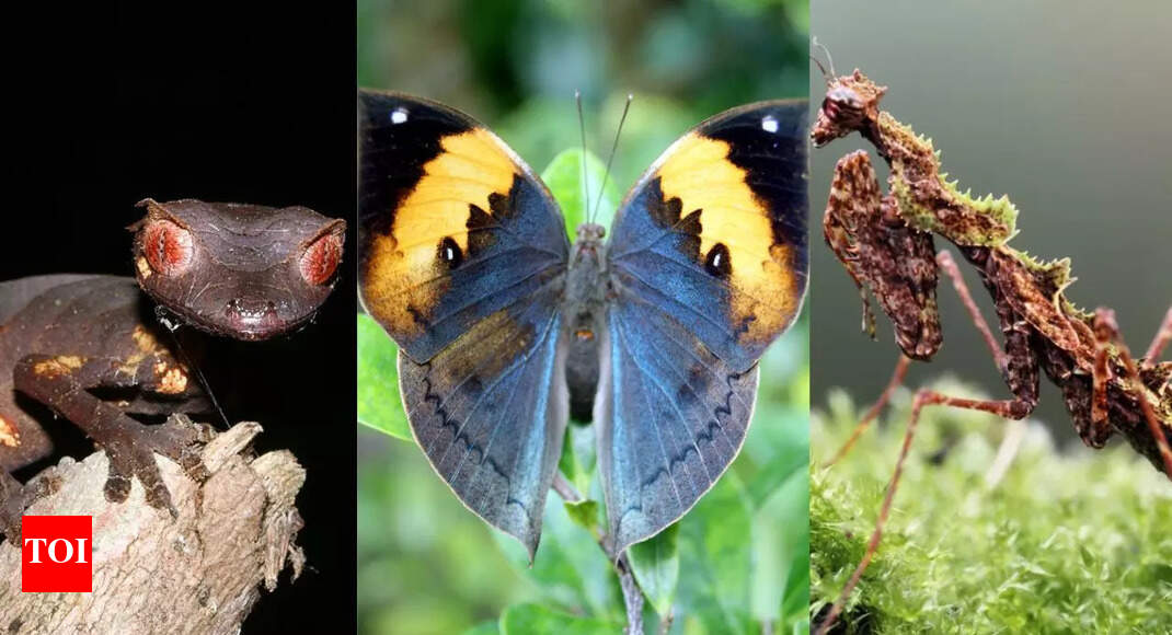 Leaves Plants Animals Nature Blows My Mind! Amazing Leaf Mimicking