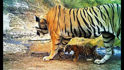 Tigress spotted with cub in Mukundra,rekindle revival hopes for the reserve