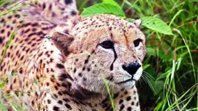 Madhya Pradesh: 5 Kuno cheetahs spotted near Morena dam
