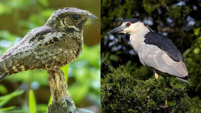 9 birds that sing at night including great potoo to black rail