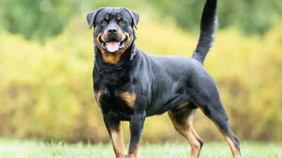 Dogs can warn humans of this quickly spreading disease, study reveals