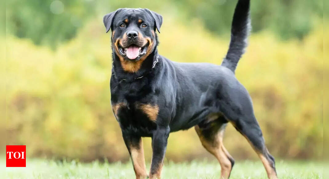 Dogs can warn humans of this quickly spreading disease, study reveals