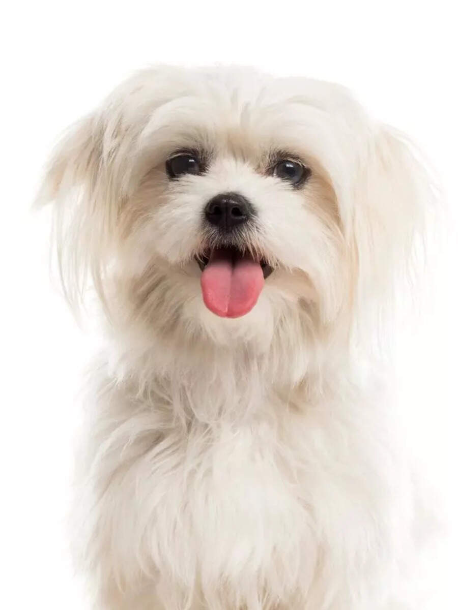 Top 10 ‘Hypoallergenic’ pet dog breeds that don’t shed much