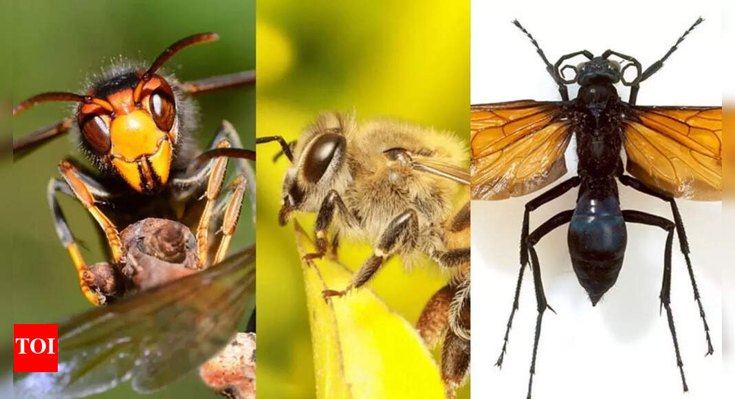 10 deadliest bees you should never mess with