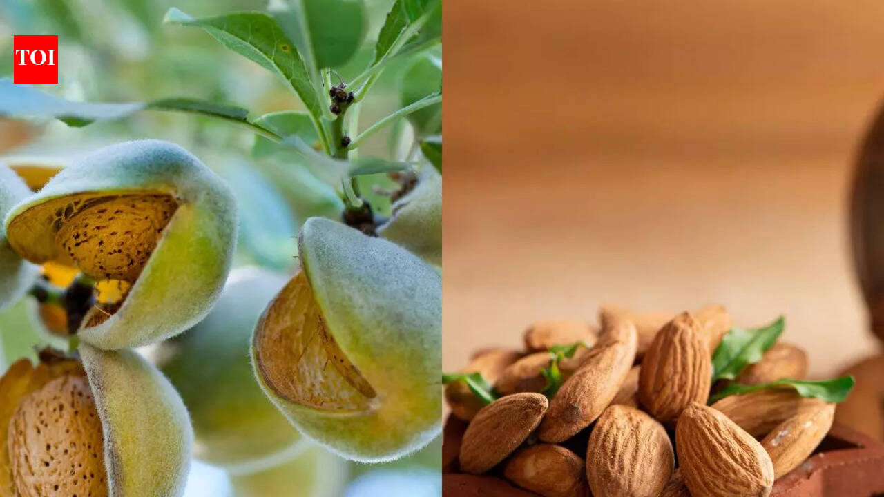 Is Green Almond better than regular almonds?