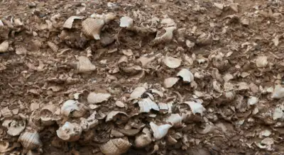Did humans live in Kachchh 5000 years before the Harappans and eat THIS? Read to find out