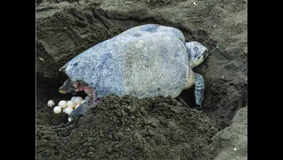  North Goa records 18,000 turtle eggs in 5 months of 2025