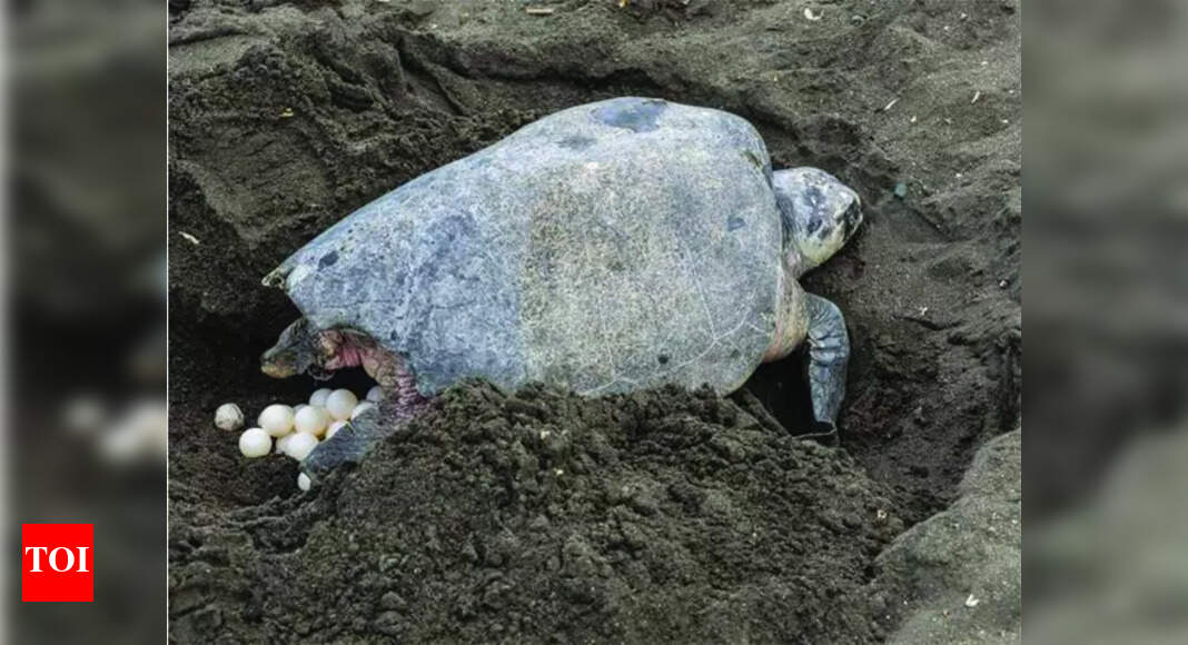 Nesting thrives: North Goa records 18,000 turtle eggs in 5 months of ...