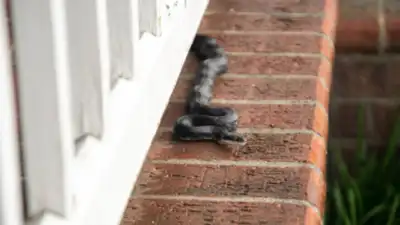 10 warning signs a snake might be lurking around your home: Clues that could save lives