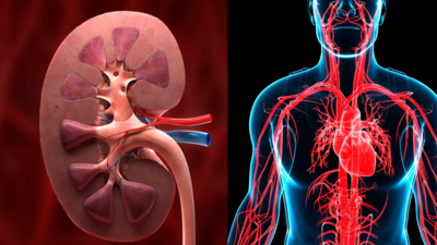 As kidney disease can increase the risk of heart attack