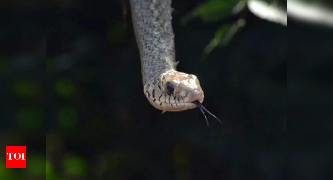 'Rat Snake': Kerala Wildlife Board considers proposal to declare Ptyas mucosa official state reptile; helps control crop-damaging rats in farmlands