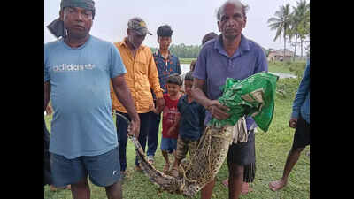 Croc caught from village pond
