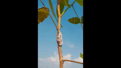 Fungus, not insect, is true source of prized lac pigment: Indian Institute of Science studeyt