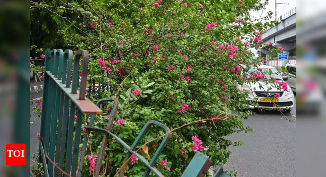 No Beating Around The Bush: How Verges Have Turned Into Hazards | Delhi ...