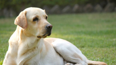  Here’s how to keep your backyard safe for your pet