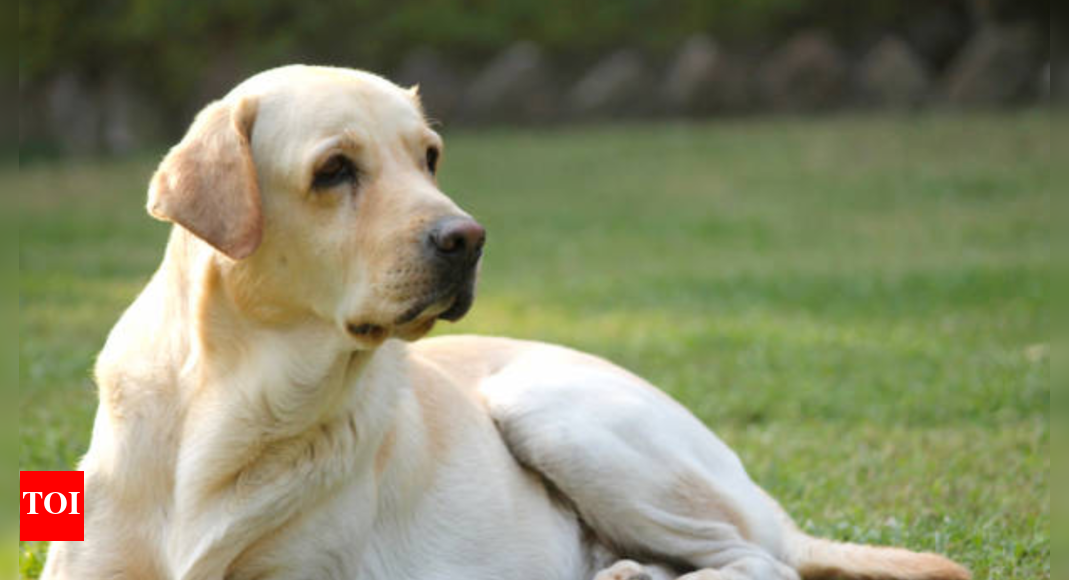 Rat lungworm disease alert for dog owners: Here’s how to keep your backyard safe for your pet