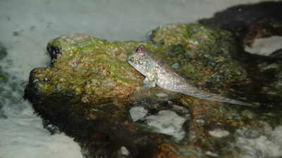 Why is this fish walking on land? Is it real?Know what it means