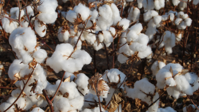  Cotton, culture and the quiet return of natural farming