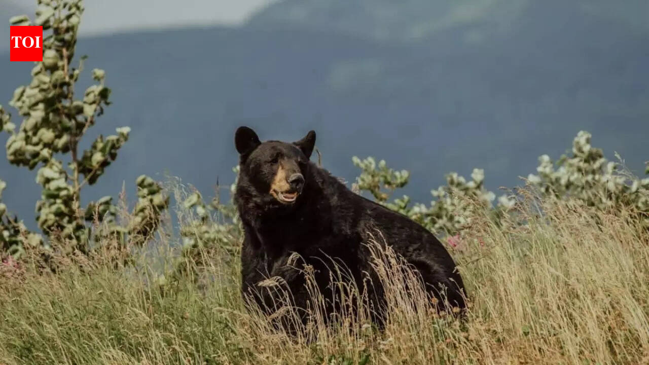 10 animals you’ll only ever find in the US and nowhere else