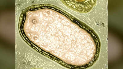 Shocking discovery! 230 giant viruses found lurking in Earth’s oceans; scientists say