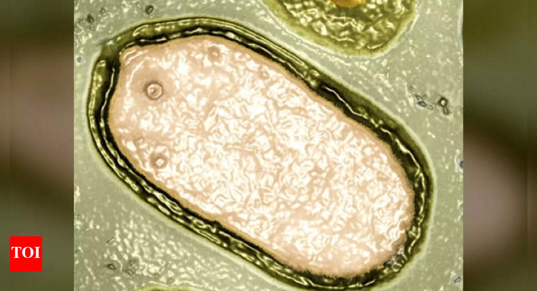 Giant viruses discovered in oceans