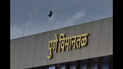 Unusual bird activity poses threat to flight movements at Pune airport