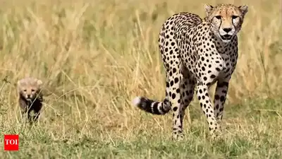Cheetahs set to roar in Bengaluru, Bannerghatta to welcome African pair; pumas, jaguars to follow