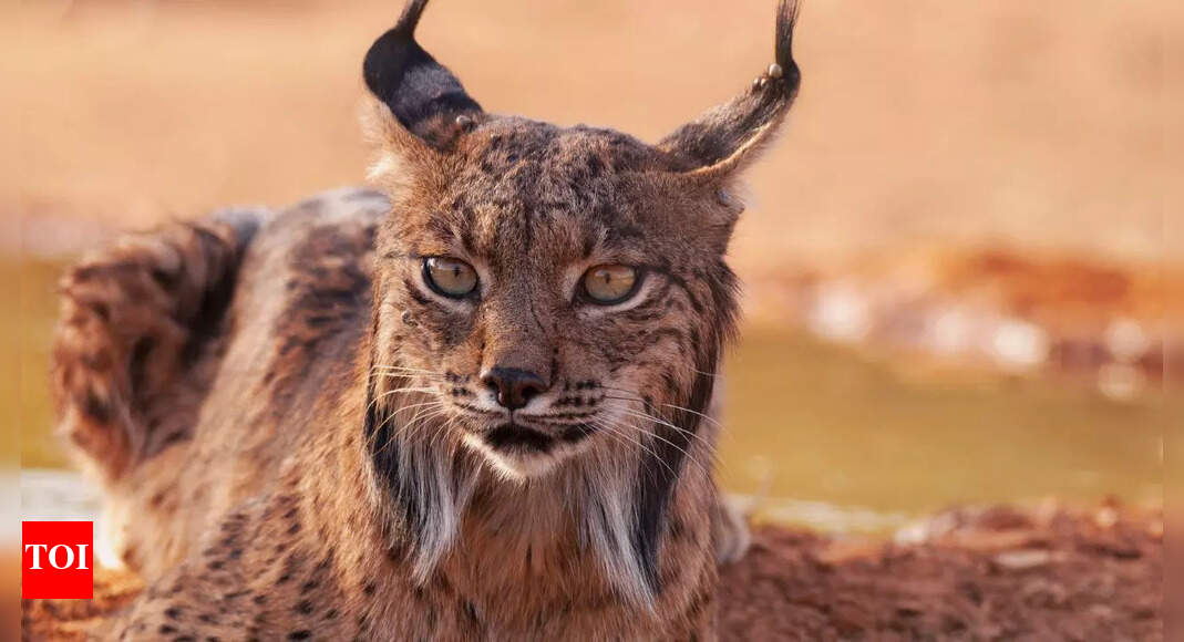 5 unique animals that came back from the brink of extinction
