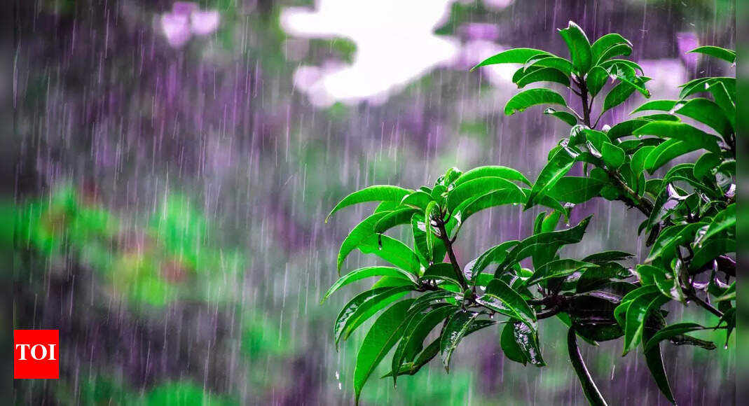 Monsoon rains are coming: Here’s how to protect your garden in time and fix it after the damage