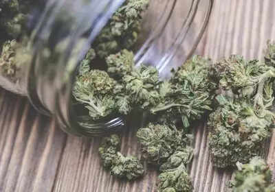  Rs 25 crore worth of hydrohonic weed seized at airport; 3 arrested