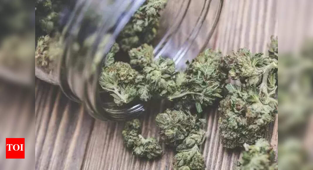 Mumbai: Rs 25 crore worth of hydrohonic weed seized at airport; 3 arrested