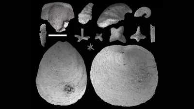 Source: University of Missouri Tiny fossils reveal how water flow shaped the early marine ecosystem