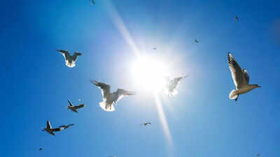 Ahmedabad ranks third in bird strikes, 319 incidents recorded in five years; animal rights group flags alarming spike post-deadly crash