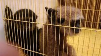 Wildlife smuggling bid foiled at Chennai airport; man arrested