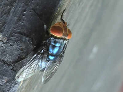 Why is US breeding flies in Texas, near Mexico border