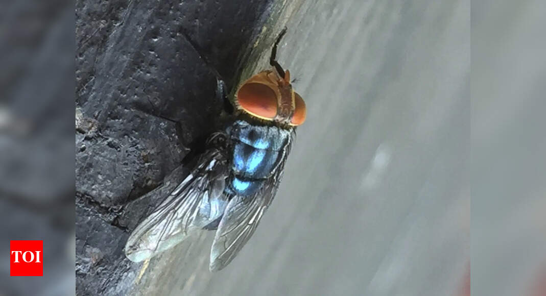 https://static.toiimg.com/thumb/msid-121960630,width-1070,height-580,imgsize-76748,resizemode-75,overlay-toi_sw,pt-32,y_pad-40/photo.jpg