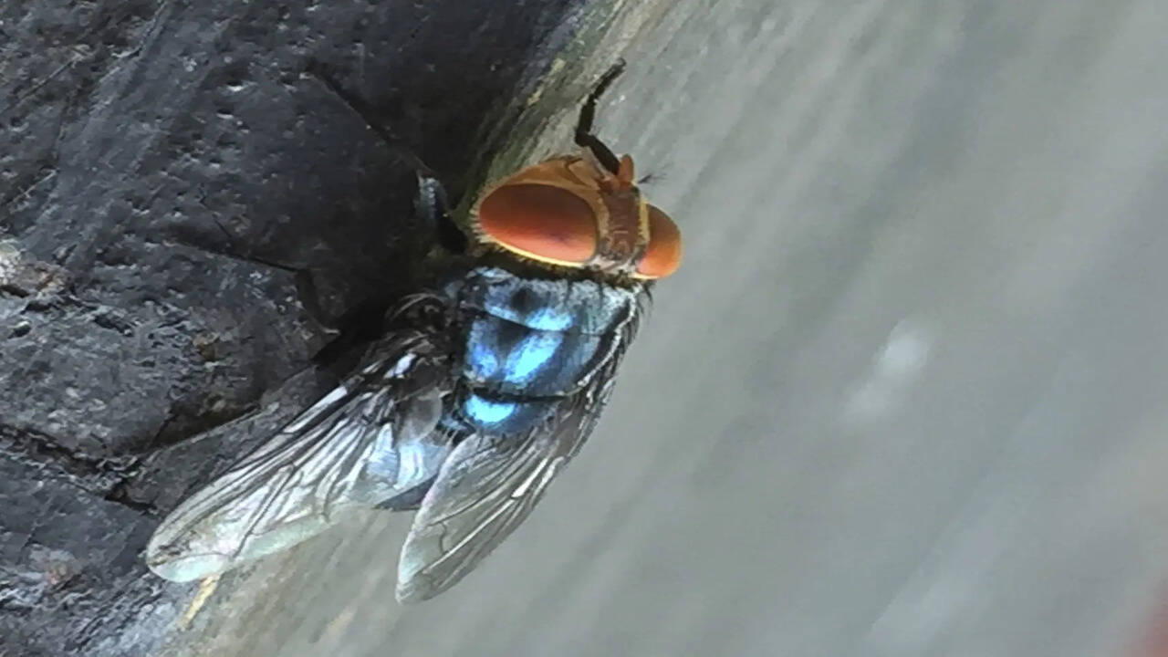 Why is US breeding flies in Texas, near Mexico border - The