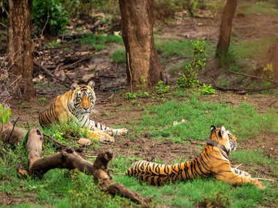 Reign of fearless Arrowhead ends in Ranthambore