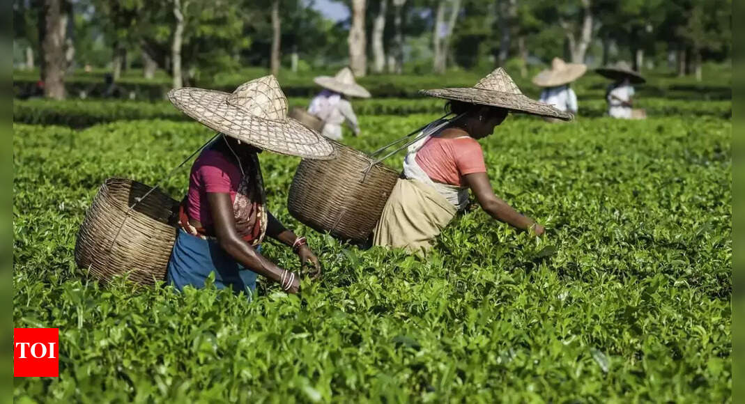 Tea trade disrupted: Iran-Israel war halts exports; Kolkata shipments pile up
