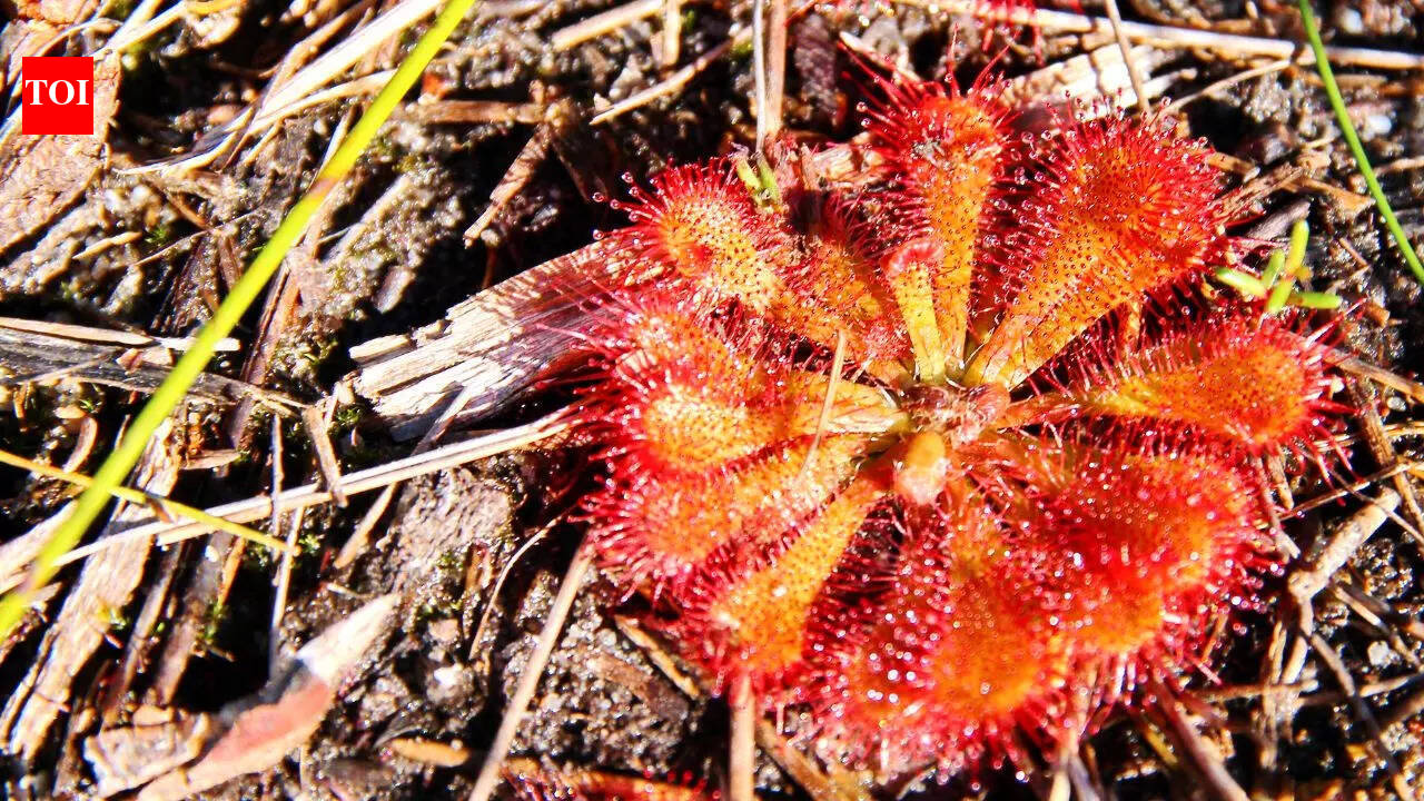 6 strange plants that eat animals-- Here’s how they do it