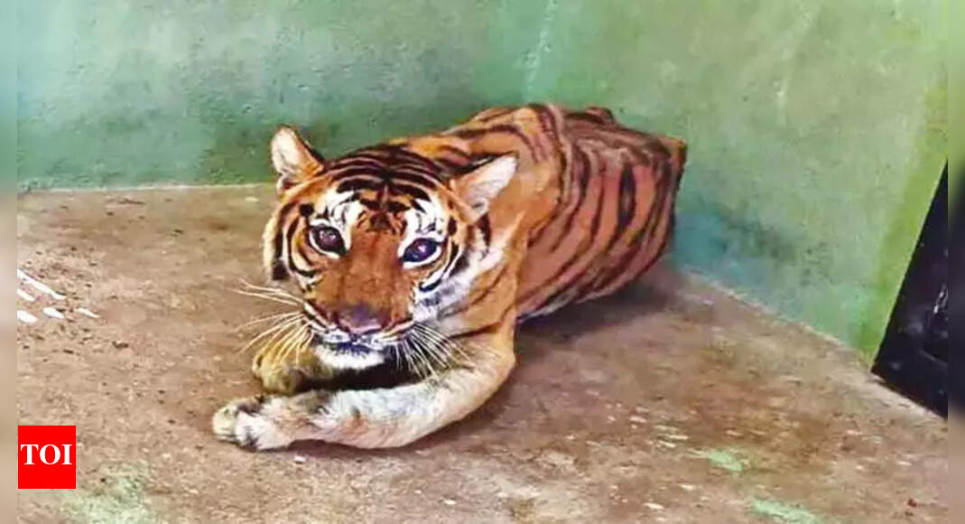 Ailing tigress dies at zoological park | Hubballi News - Times of India