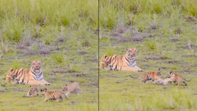  Tiger cubs play 'kabaddi' as mom acts 'referee'; viral video becomes the internet's newest obsession
