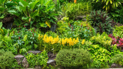  What to plant (and what to protect) around June 21