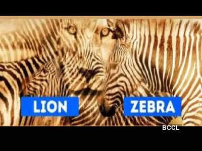 Photo: Jagran Josh Optical illusion personality test: Lion or zebra? The animal you spot first reveals if you are shy or outgoing