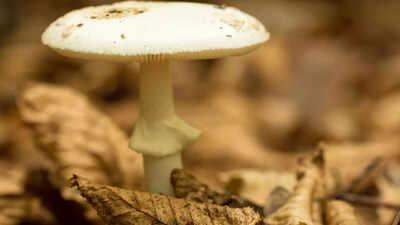  Experts urge caution amid spike in poisonous mushroom growth in Australia