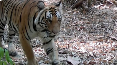 Thailand credits prey releases for 'extraordinary' tiger recovery