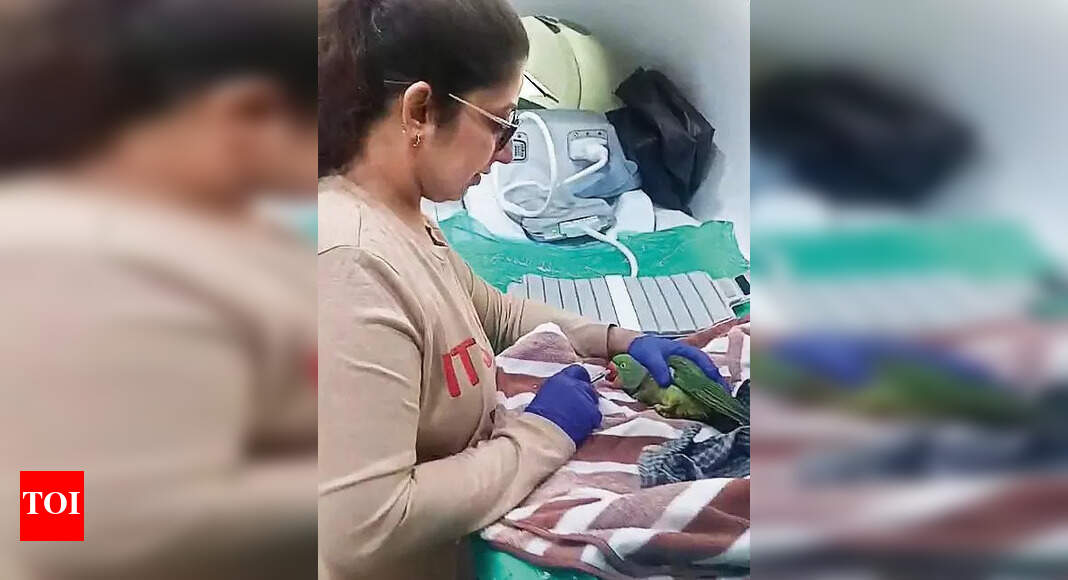 Parrot with neurology issuegets MRI scan, acupuncture