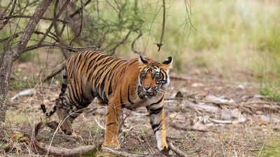 Maneater tiger 'Bajirao' rescued from MP forest