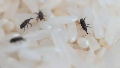 How to identify “keede” in rice or grains: Prevention and hacks to remove them you must try